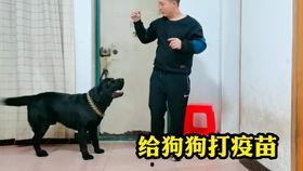 爆料救助流浪动物视频播放,救助流浪动物，温暖瞬间引网友共鸣